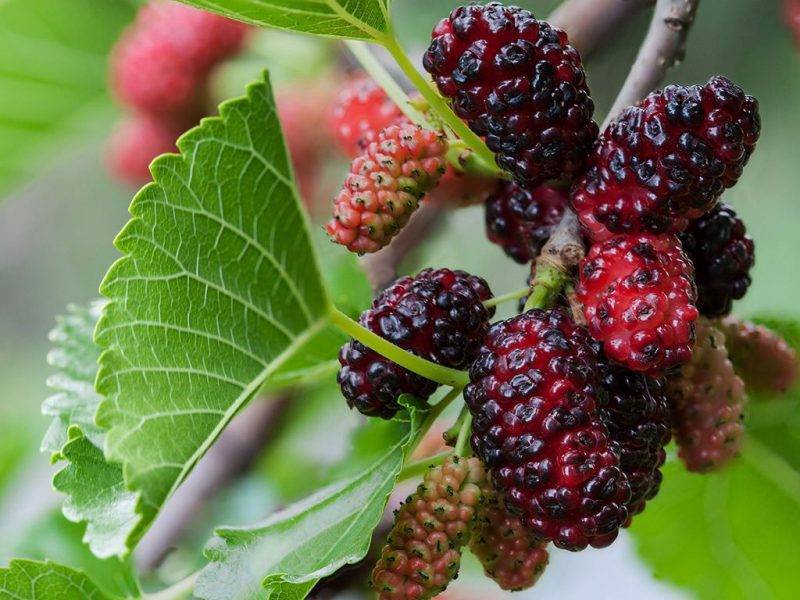 Шелковица купить саженцы из питомнике в Бузулуке