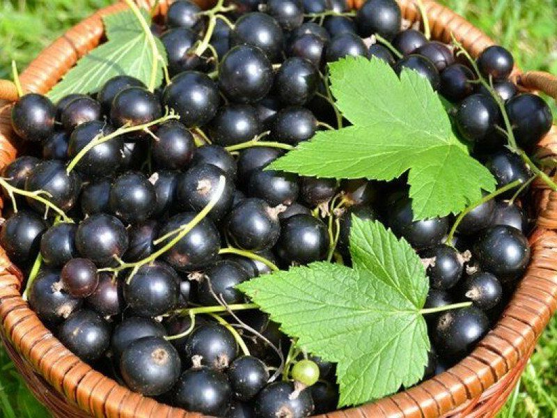 Смородина купить саженцы из питомника в Бузулуке