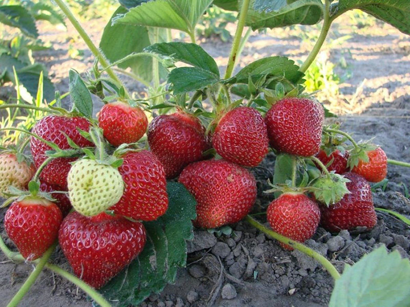 Клубника купить саженцы из питомника в Бузулуке