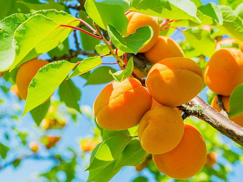 Абрикос купить саженцы из питомнике в Бузулуке