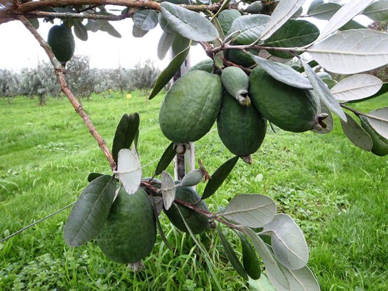 Фейхоа купить саженцы из питомнике в Бузулуке