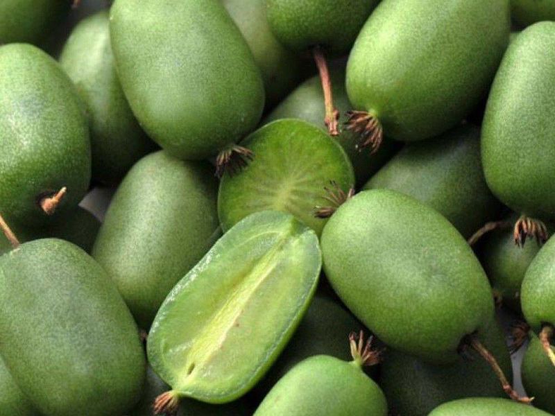 Актинидия купить саженцы из питомнике в Бузулуке