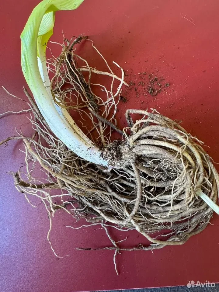 Хоста "ИМПЕРАТРИЦА ВУ"