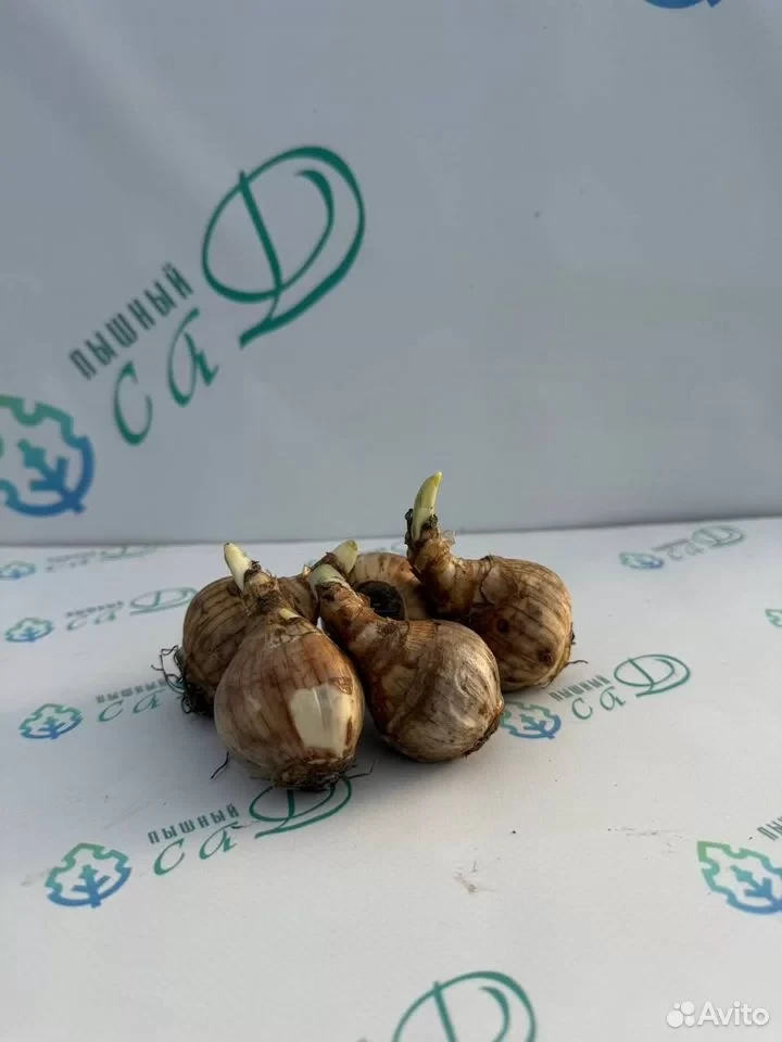 Нарцисс "БРИДАЛ КРАУН" (5 штук)