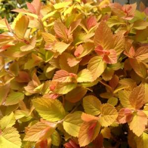 Спирея "ДАБЛ ПЛЕЙ БИГ БЕНГ" (стакан Р9)