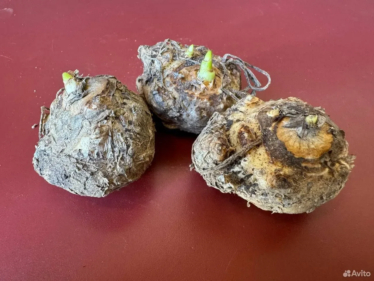 Калла  Аметис 3 шт клубни цветов