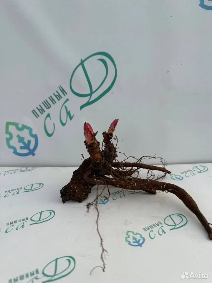Пион "ДВЕ СЕСТРЫ"
