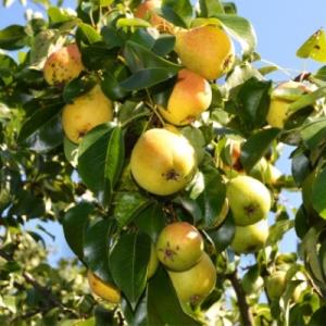 Груша "ЛАДА"